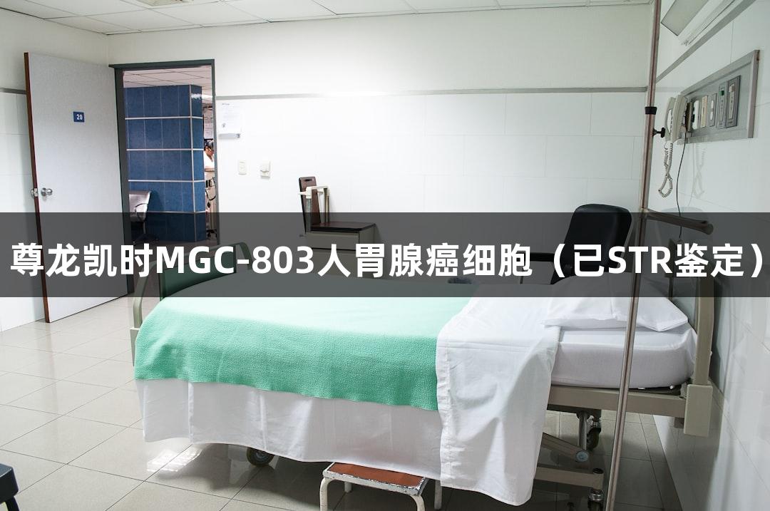 尊龙凯时MGC-803人胃腺癌细胞（已STR鉴定）
