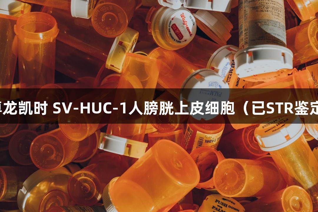 尊龙凯时 SV-HUC-1人膀胱上皮细胞（已STR鉴定）