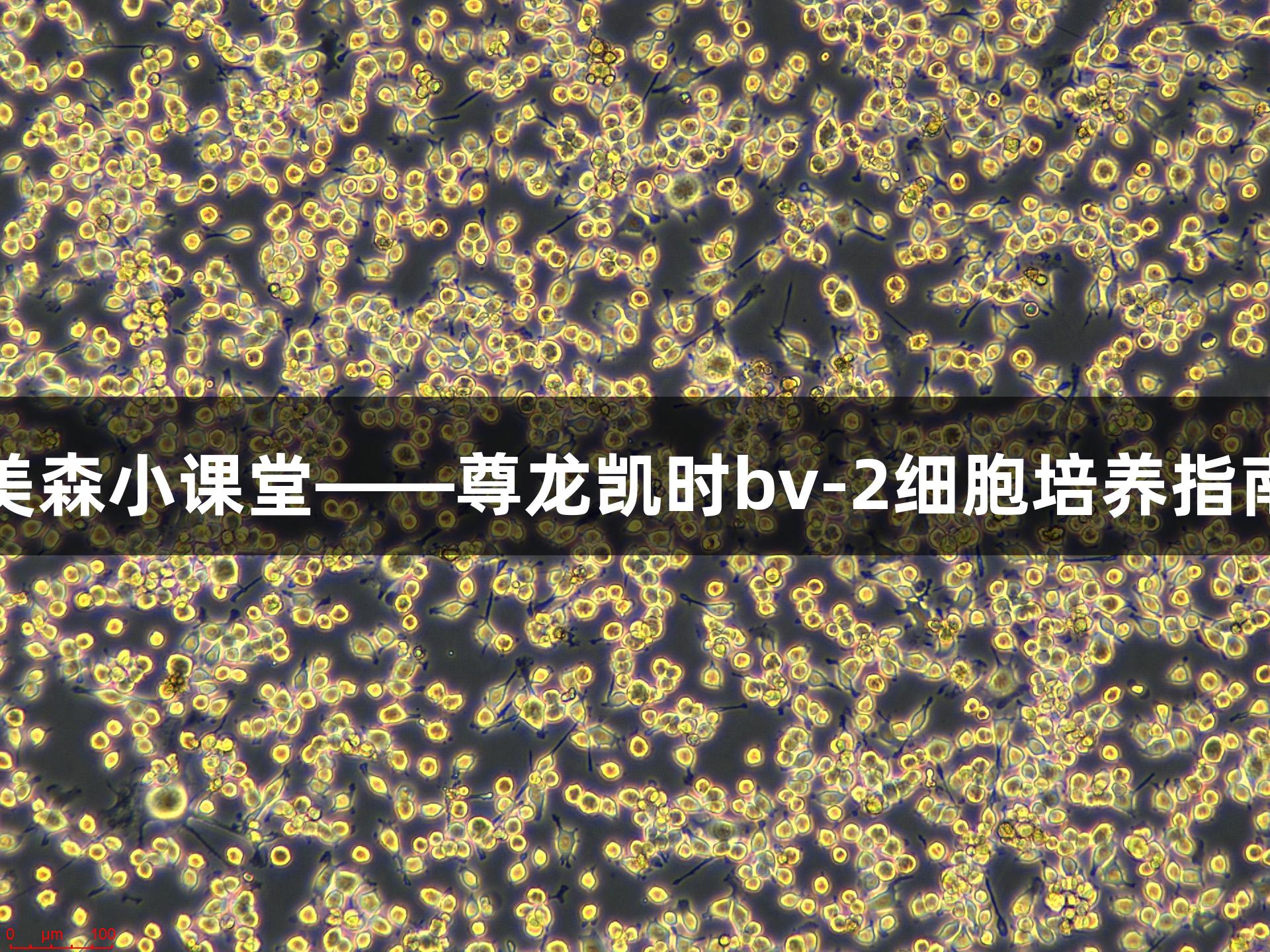 美森小课堂——尊龙凯时bv-2细胞培养指南