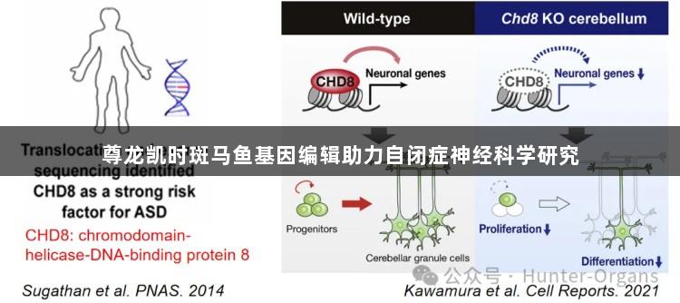 尊龙凯时斑马鱼基因编辑助力自闭症神经科学研究