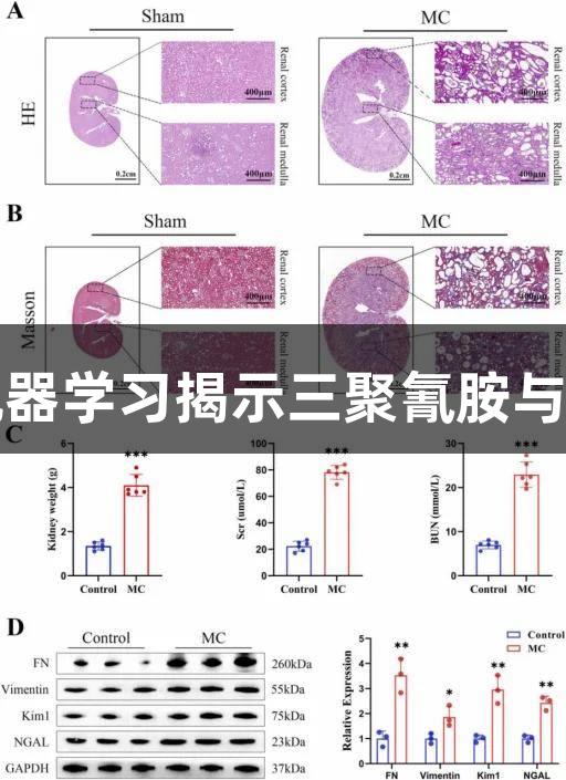 尊龙凯时：网络毒理学与机器学习揭示三聚氰胺与氰尿酸共暴露致肾损伤机制