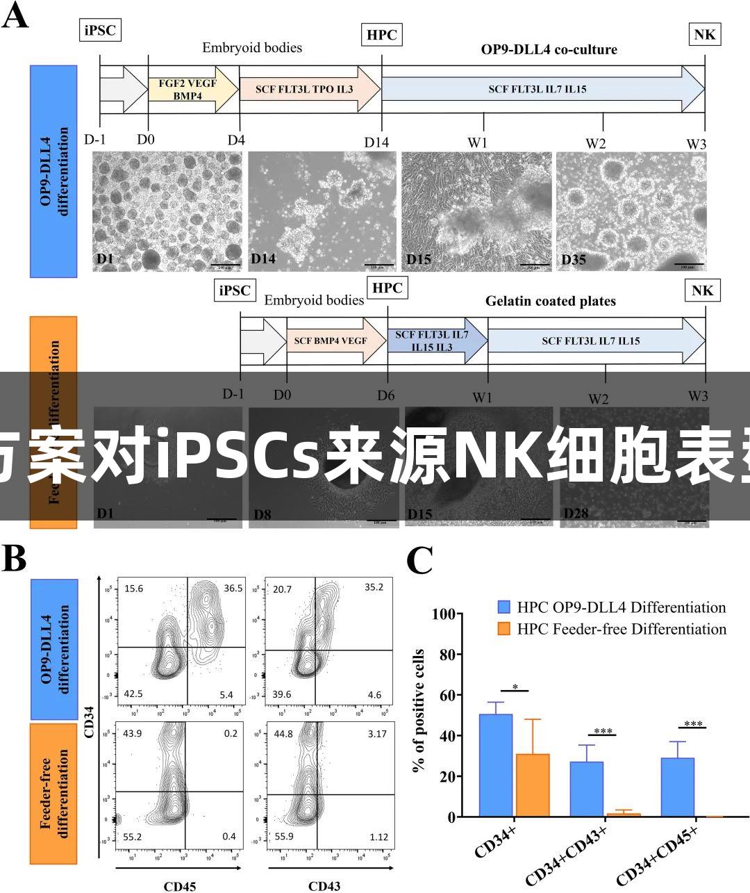 比较尊龙凯时诱导方案对iPSCs来源NK细胞表型与细胞毒性的影响